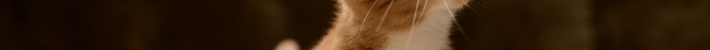 Haarballen bij katten: wat zijn ze en wat kun je eraan doen?