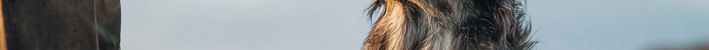 Vistrainers voor honden: slim belonen met pure vis