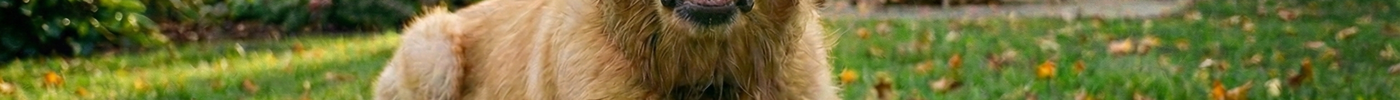 Wat zijn collageensticks voor honden en wanneer geef je ze?