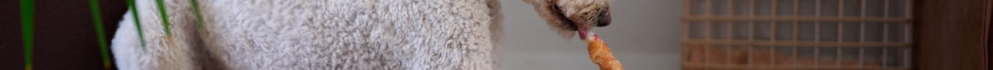 Waarom kauwen zo belangrijk is voor je hond