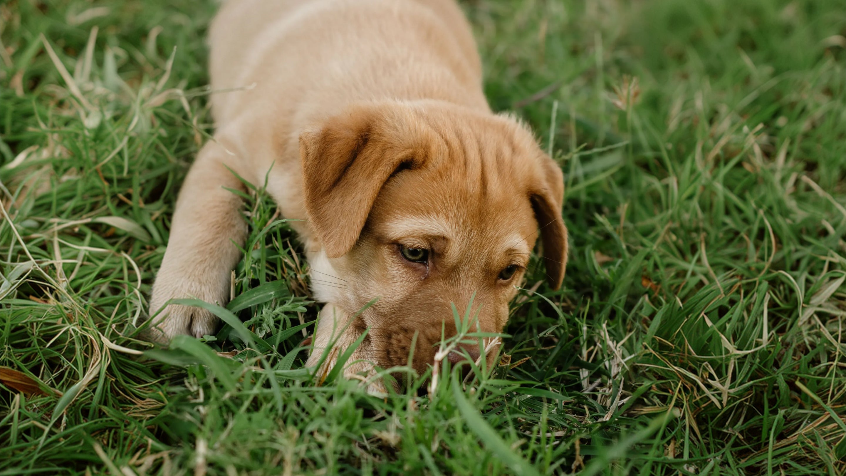 Mag een puppy gras eten? Veiligheid, ontwormen en rode vlaggen