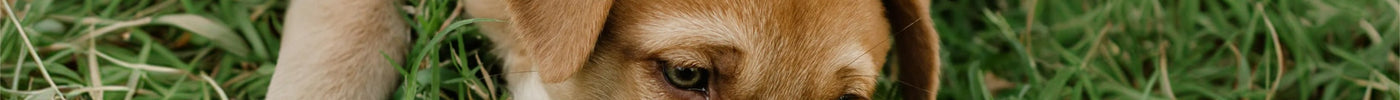 Mag een puppy gras eten? Veiligheid, ontwormen en rode vlaggen