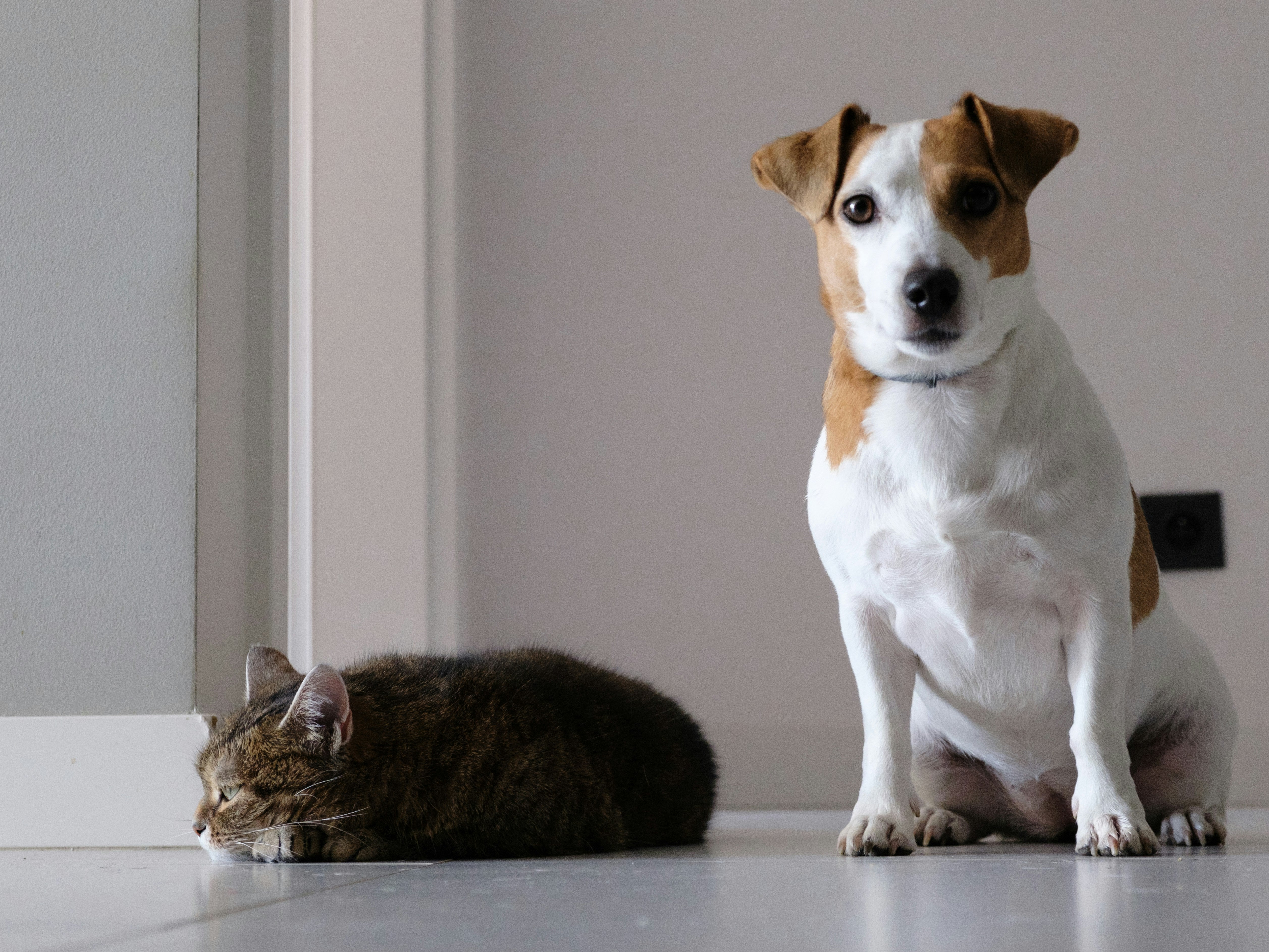 Hoeveel snacks kan je hond of kat per dag geven? Zo beloon je slim en verantwoord