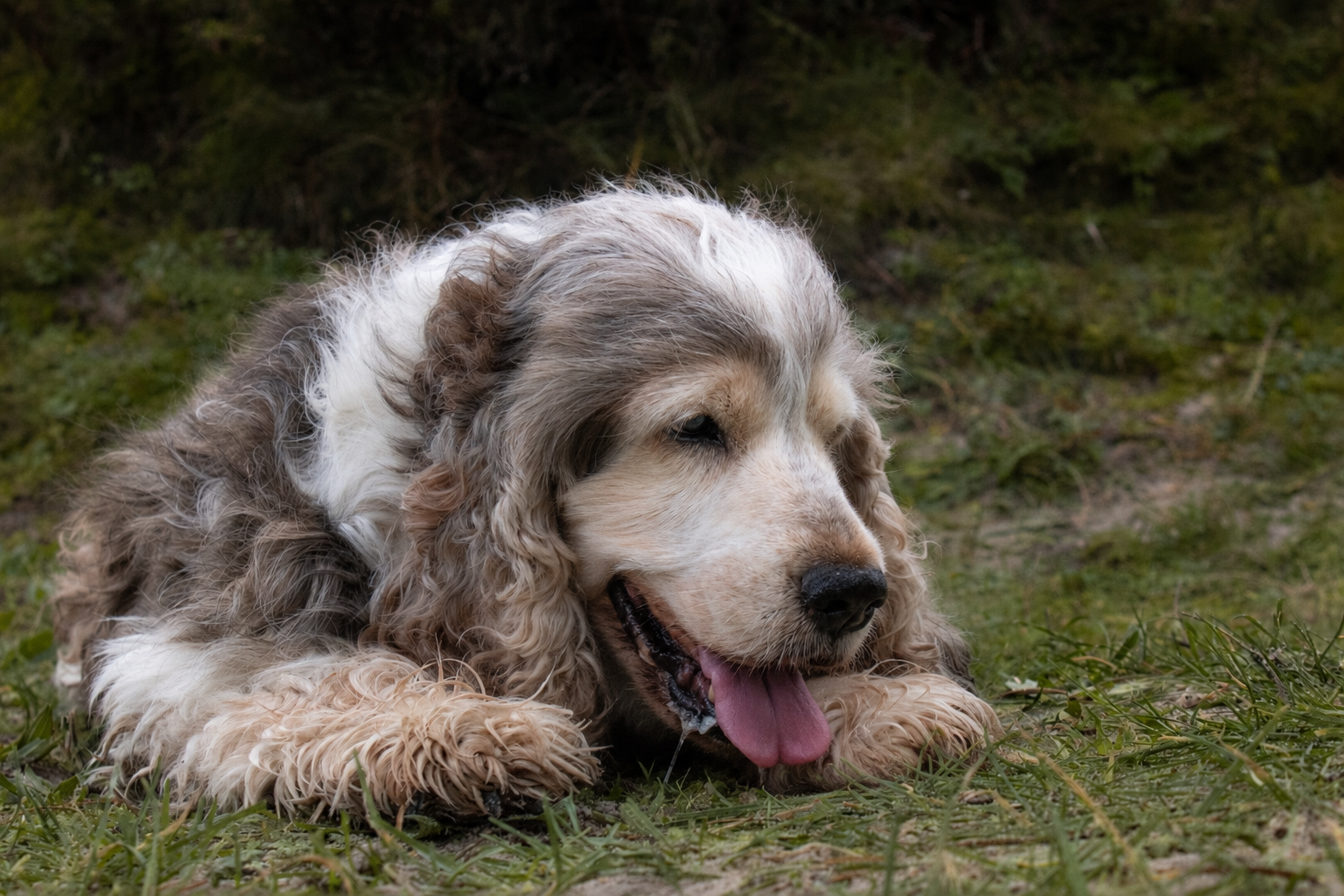 Hoe bescherm je een oudere hond tegen oververhitting tijdens warme dagen?