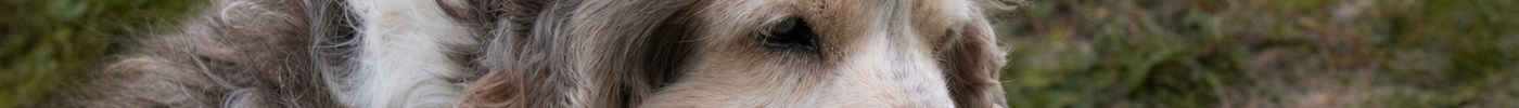 Hoe bescherm je een oudere hond tegen oververhitting tijdens warme dagen?