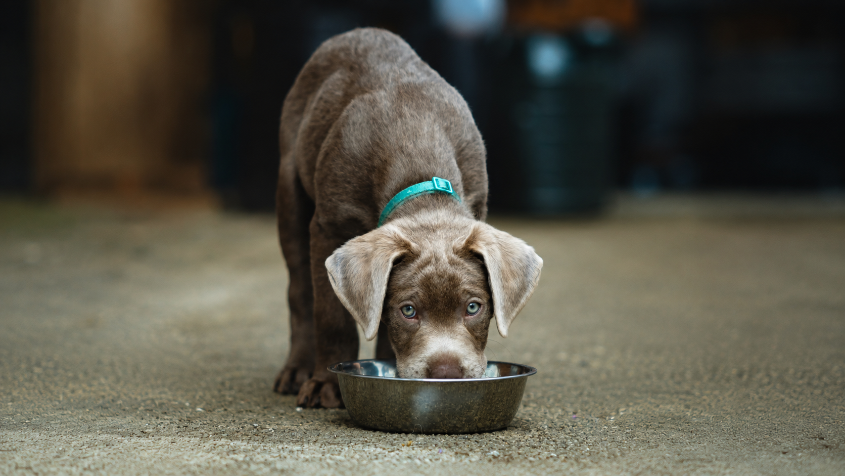 Hoeveel eiwit en vet heeft een puppy nodig voor gezonde groei?