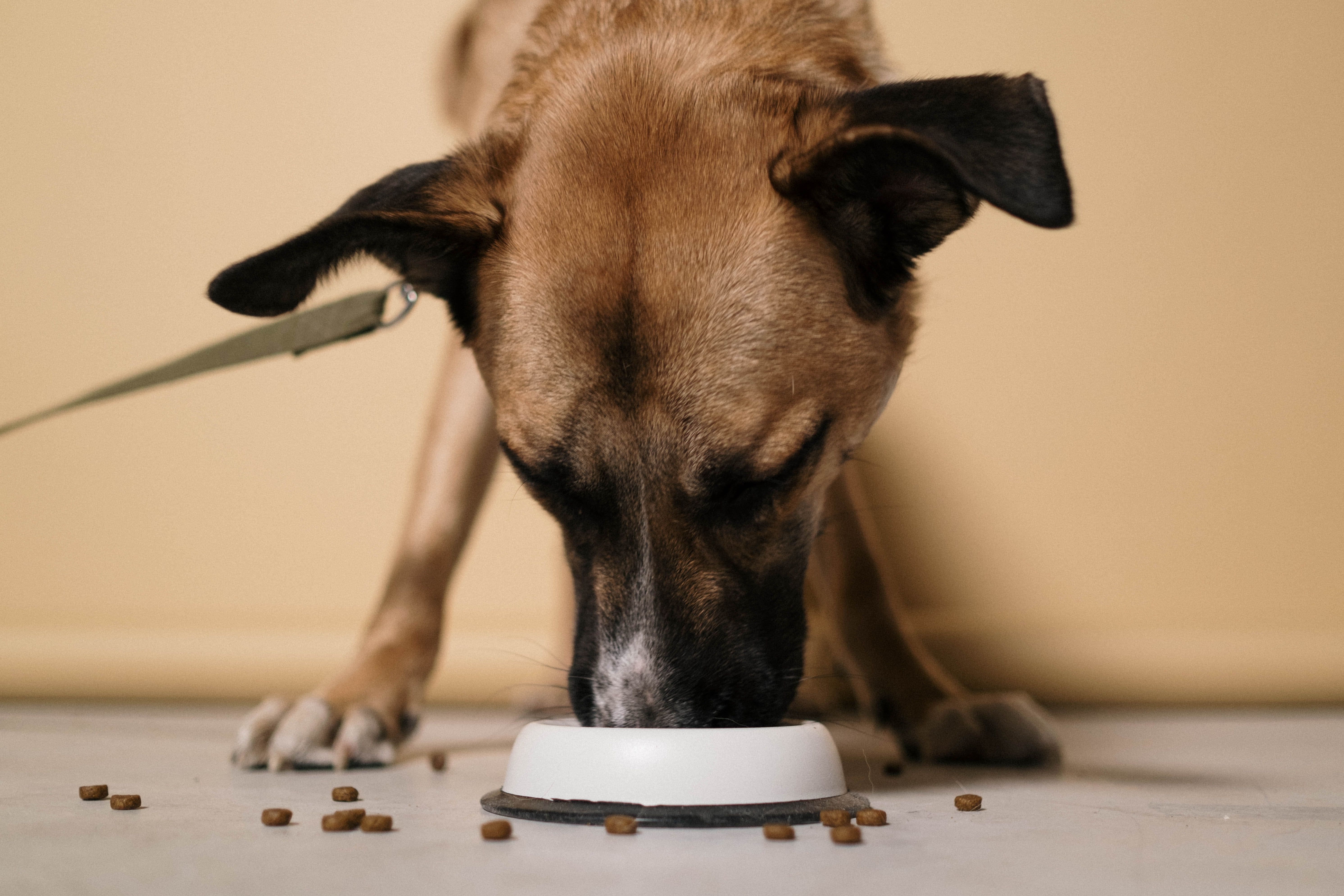 Voeding voor een oudere hond: wat verandert er aan voer, porties en snacks?