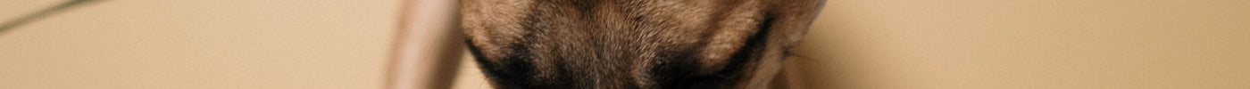 Voeding voor een oudere hond: wat verandert er aan voer, porties en snacks?