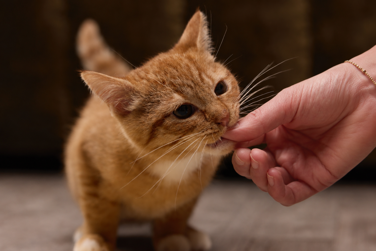 Wat doe je als je kitten je bijt? Zo leer je het rustig af