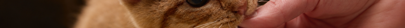 Wat doe je als je kitten je bijt? Zo leer je het rustig af