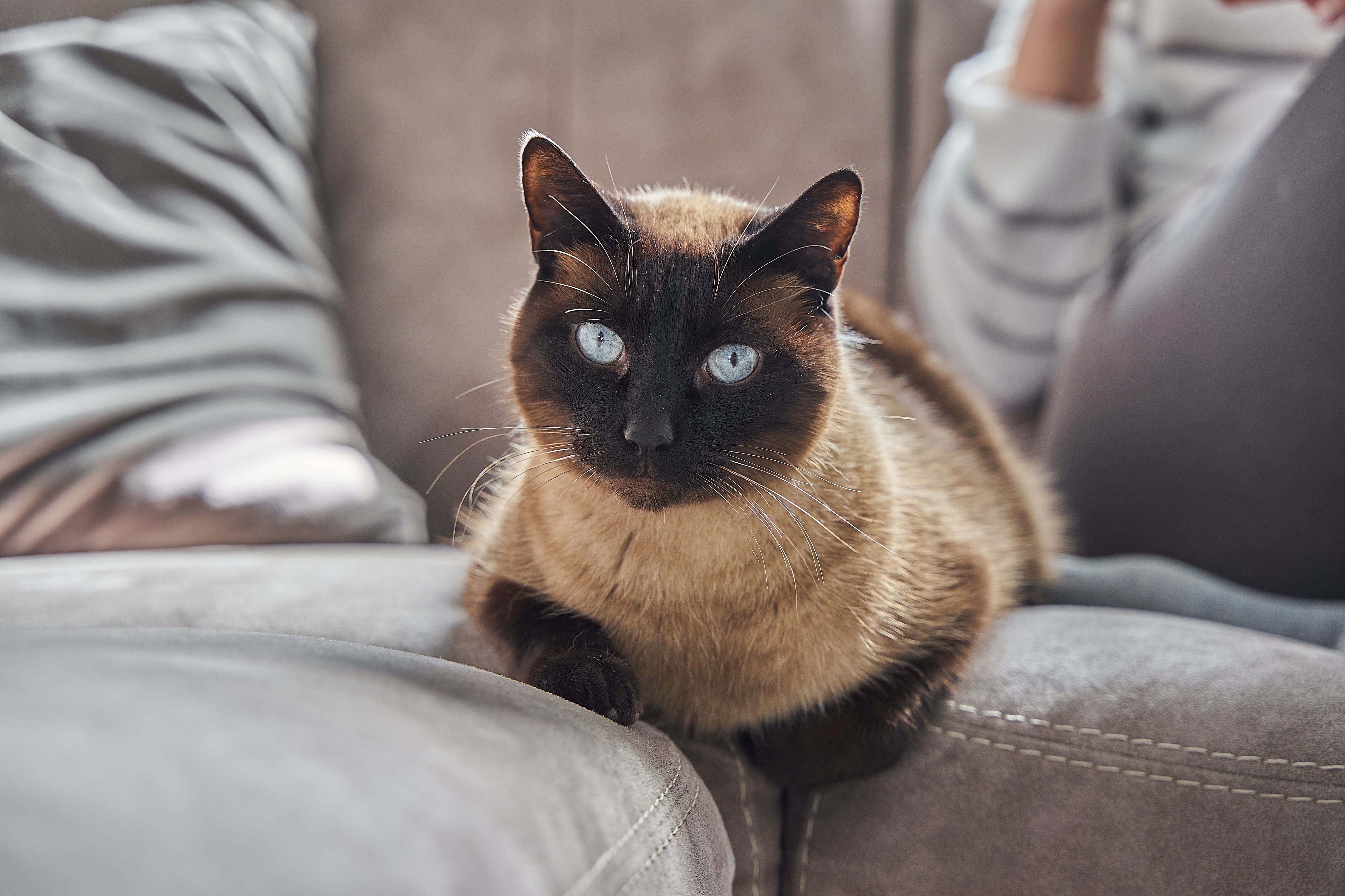 Zalmolie voor je kat: 7 voordelen van omega 3