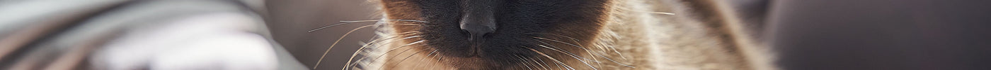 Zalmolie voor je kat: 7 voordelen van omega 3
